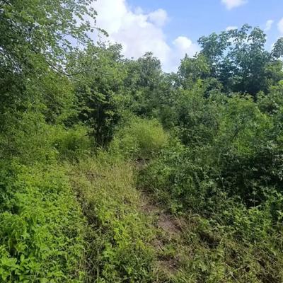 Farm for Sale in Mvomero, Morogoro (7 acre) Farm for Sale in Mvomero, Morogoro (7 acre)