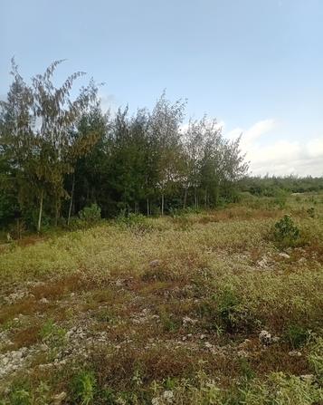 Residential Plot for Sale in Uroa, Zanzibar - Unguja South (3000 sqm) Residential Plot for Sale in Uroa, Zanzibar - Unguja South (3000 sqm)