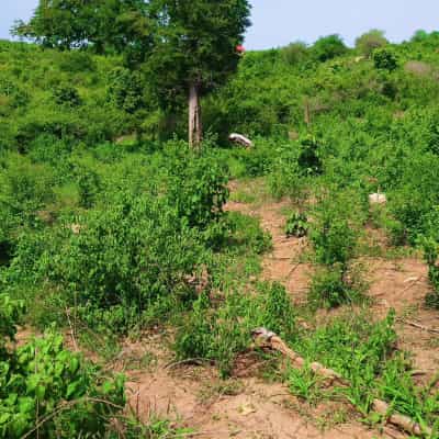 Shamba linauzwa Kiwangwa Bago, Pwani (20 acre) Shamba linauzwa Kiwangwa Bago, Pwani (20 acre)