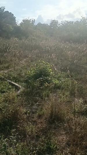 Residential Plot for Sale in Tabata, Dar Es Salaam (600 sqm) Residential Plot for Sale in Tabata, Dar Es Salaam (600 sqm)