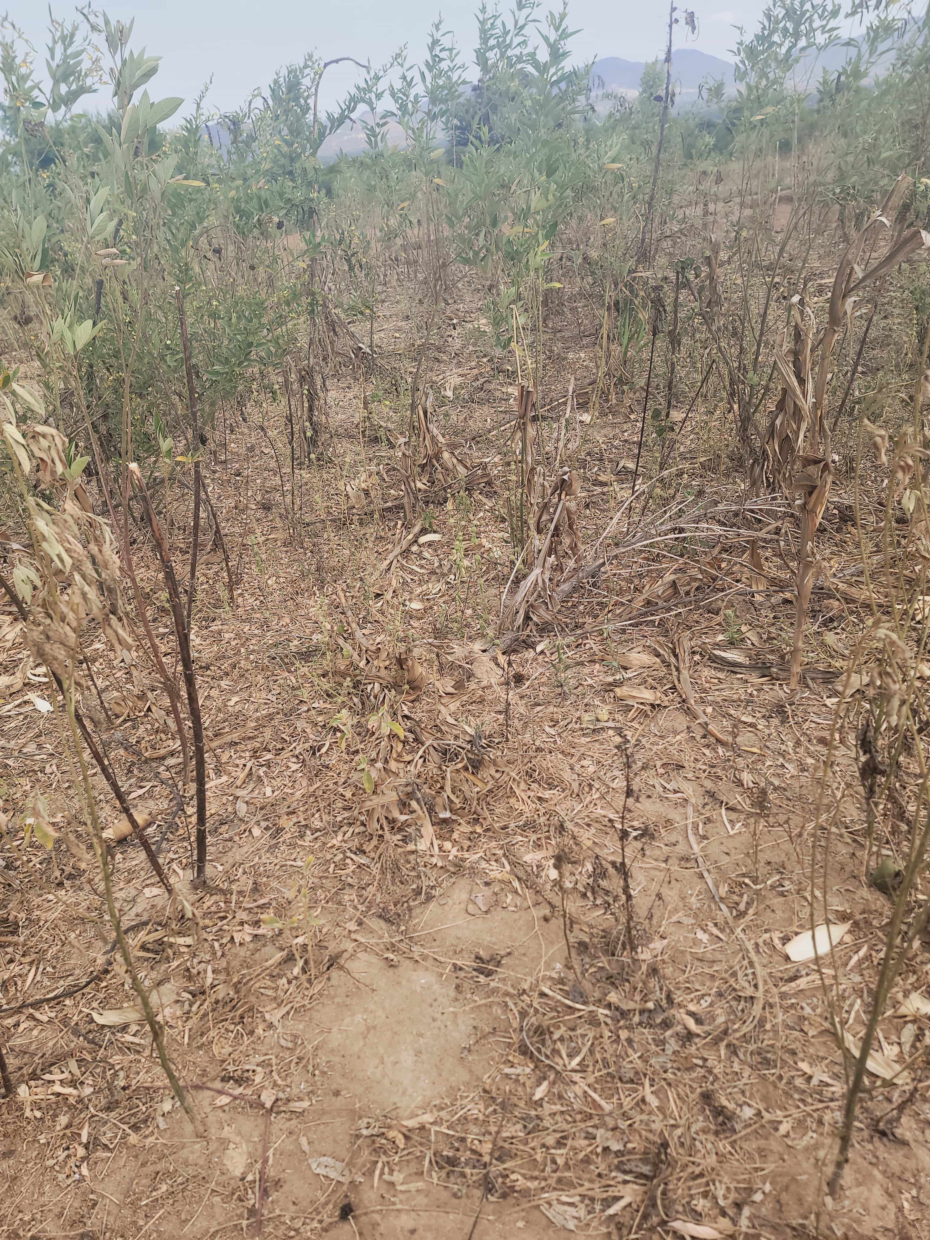 Plot for sale in Kongwa, Dodoma Plot for sale in Kongwa, Dodoma