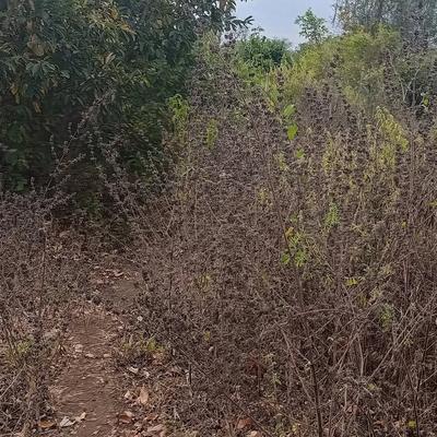 Shamba linauzwa Mkata, Tanga (300 acre) Shamba linauzwa Mkata, Tanga (300 acre)