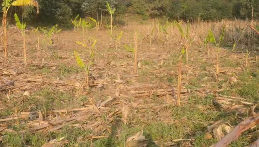 Shamba linauzwa Shela Ijombe, Mbeya (1200 sqm) Shamba linauzwa Shela Ijombe, Mbeya (1200 sqm)