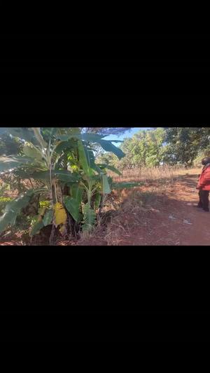 Kiwanja kinauzwa Mdandamo, Mletele, Ruvuma acre 1 Kiwanja kinauzwa Mdandamo, Mletele, Ruvuma acre 1