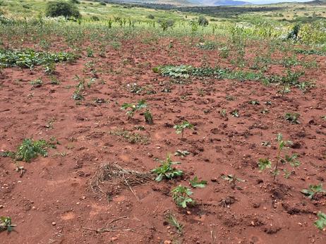 Kiwanja kinauzwa Mhande Ntyuka, Dodoma (4200 sqm)