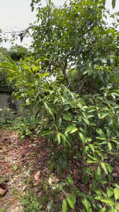 Plot for sale in Mbezi, Dar Es Salaam