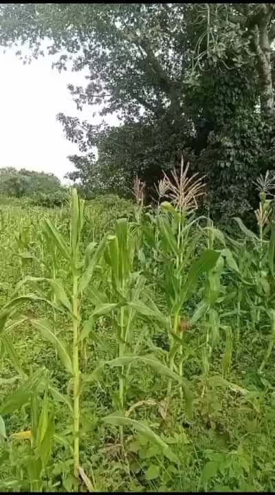 Shamba linauzwa Mkolani, Mwanza