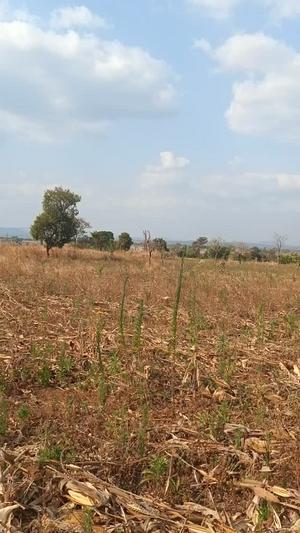 Farm for Rent in Mbinga Mhalule Songea, Ruvuma (1 acre) Farm for Rent in Mbinga Mhalule Songea, Ruvuma (1 acre)