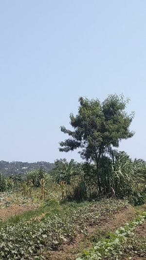 Beach Plot for Sale in Airport Road, Mwanza (11100 sqm) Beach Plot for Sale in Airport Road, Mwanza (11100 sqm)