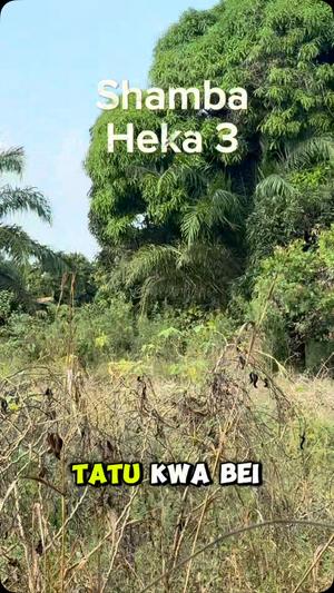 Shamba linauzwa Mkuranga Mwarusembe, Pwani acre 3 Shamba linauzwa Mkuranga Mwarusembe, Pwani acre 3