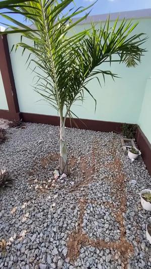 Nyumba/Apartment ya vyumba viwili inapangishwa Michese, Dodoma