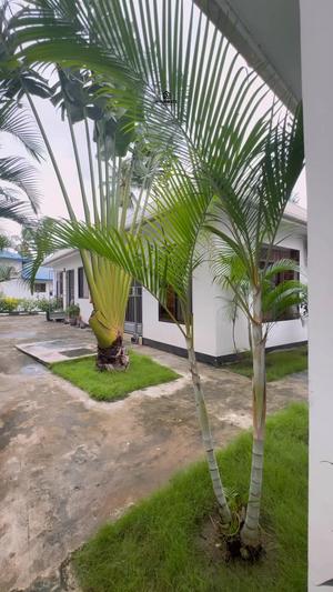 1 Bedroom Apartment for Rent in Ubungo Kibo, Dar Es Salaam 1 Bedroom Apartment for Rent in Ubungo Kibo, Dar Es Salaam