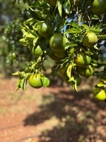 Farm for Sale in Dunga, Zanzibar - Unguja South (1.5 acre) Farm for Sale in Dunga, Zanzibar - Unguja South (1.5 acre)