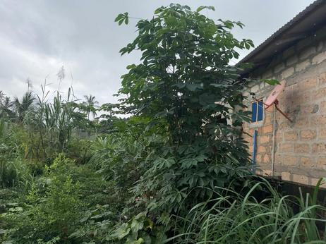 Kiwanja kinauzwa Mwera Pongwe, Tanga (2475 sqm) Kiwanja kinauzwa Mwera Pongwe, Tanga (2475 sqm)