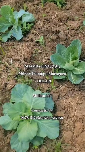 Farm for Sale in Mikese Lubungo, Morogoro Farm for Sale in Mikese Lubungo, Morogoro